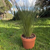 DASYLIRION LONGISSIMUM