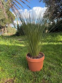 DASYLIRION LONGISSIMUM