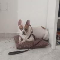 Cane meticcio tratti bulldog Er francese