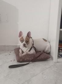Cane meticcio tratti bulldog Er francese