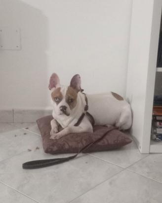 Cane meticcio tratti bulldog Er francese