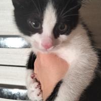 Gattino bicolore xsiamese