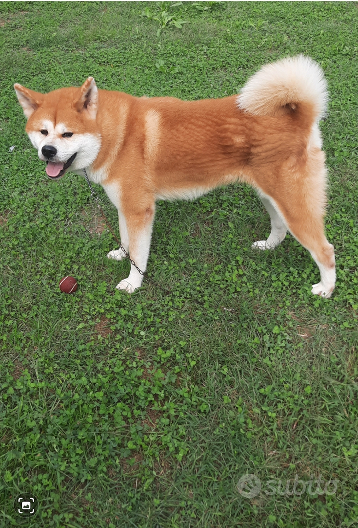 Akita inu per monte Animali In vendita a Treviso