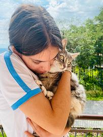 Pet Sitter