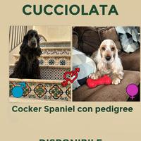 Cuccioli Cocker Spaniel con pedigree PRENOTA ORA