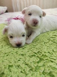 Cuccioli Maltese