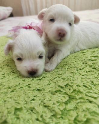 Cuccioli Maltese