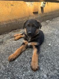 Cucciolo pastore tedesco