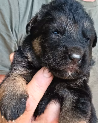 pastore tedesco cuccioli 