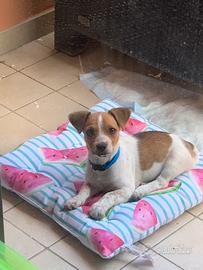 Cucciolo jack russel