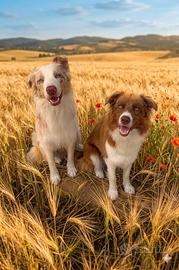 Border colli merle