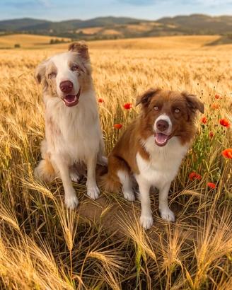 Border colli merle