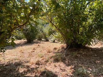 TER. AGRICOLO A SORIANO NEL CIMINO