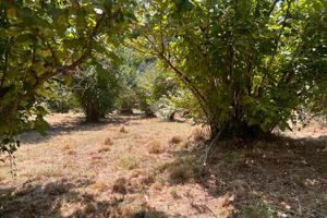 TER. AGRICOLO A SORIANO NEL CIMINO