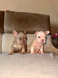 Cuccioli Buldog Francese