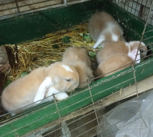Disponibili coniglietti toy