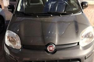Fian Panda Hybrid 2022