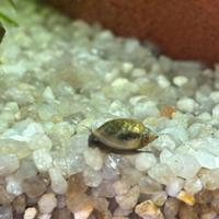 Lumaca acquario (lumachina physa)