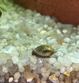 Lumaca acquario (lumachina physa)