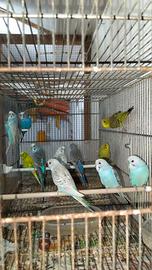 cocorite 