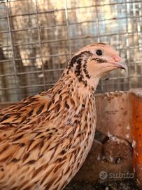 Quaglie miste in blocco