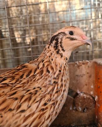 Quaglie miste in blocco