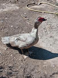 Anatra muta maschio