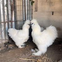 Galline moroseta pure bianche