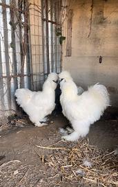 Galline moroseta pure bianche