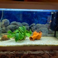 Acquario Genius 60 lt