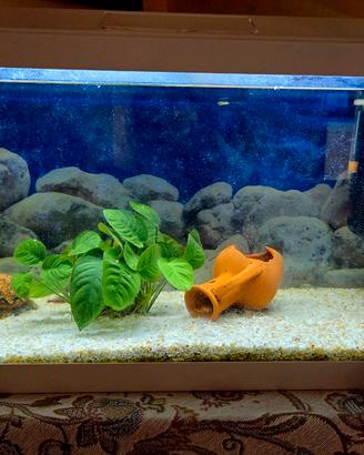 Acquario Genius 60 lt