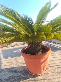 Cycas