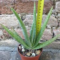 Piante di Aloe vera