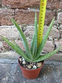 Piante di Aloe vera