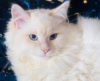 Gattino siberiano ipoallergenico Pedigree NICODEMO