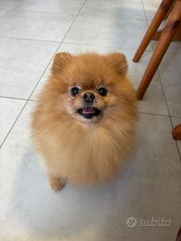 Spitz Toy volpino pomerania cucciola 12 mesi