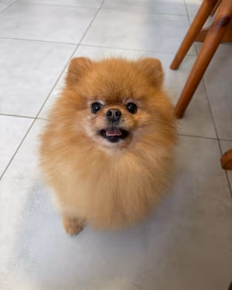 Spitz Toy volpino pomerania cucciola 12 mesi