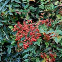 Nandina domestica bambù sacro in vaso