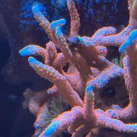 Coralli acquario - montipora digitata bubble gum