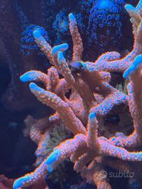 Coralli acquario - montipora digitata bubble gum