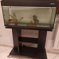 acquario