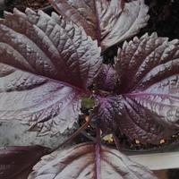 Semi di Perilla  frutescens