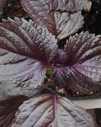 Semi di Perilla  frutescens / Shiso 