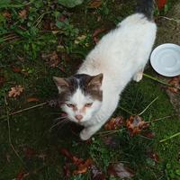 Gatto abbandonato