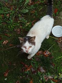 Gatto abbandonato