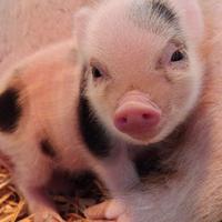 Maialino mini Pig