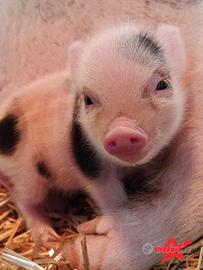 Maialino mini Pig