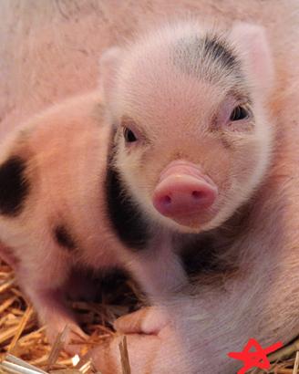 Maialino mini Pig
