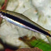 Pulitori Crossocheilus Siamensis, pesci acquario