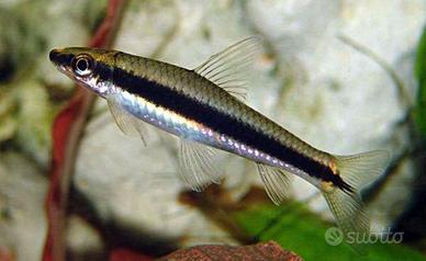 Pulitori Crossocheilus Siamensis, pesci acquario